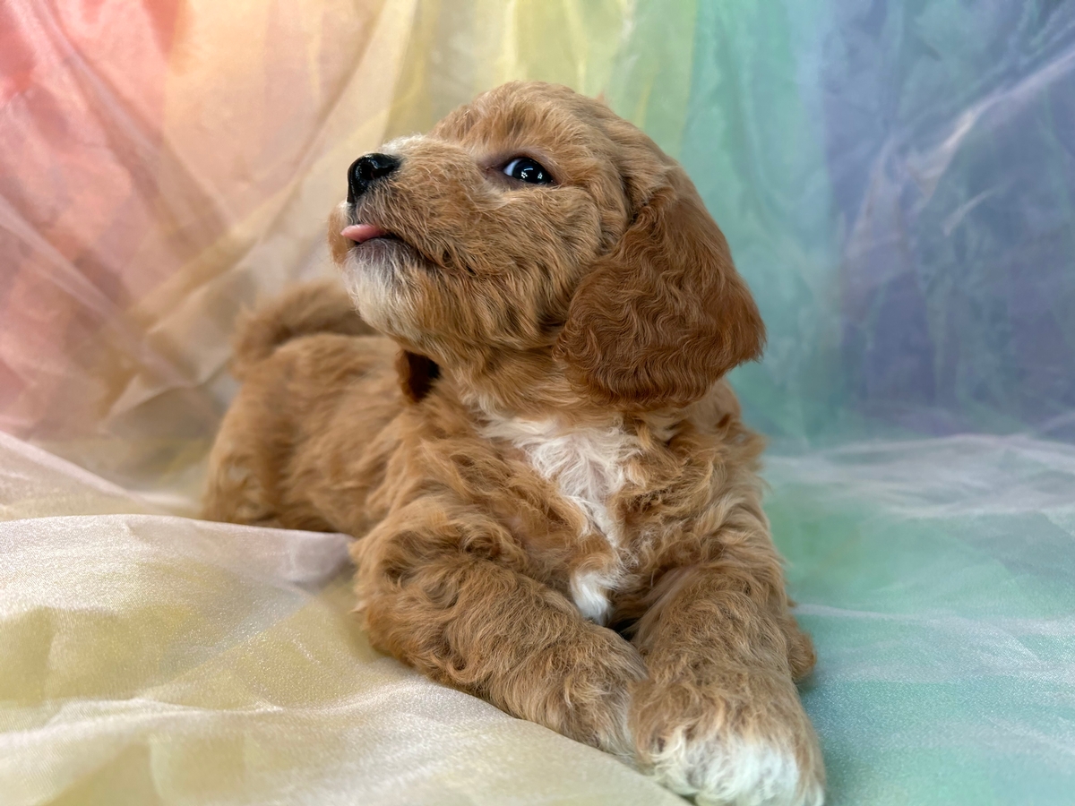 Male Bichon Poodle Puppy for Sale DOB 12-25-22 $1200